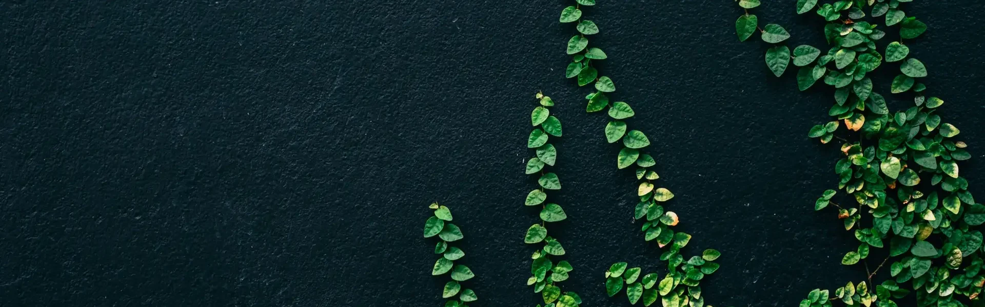 alyani-yang-WajET_vzPmI-unsplash