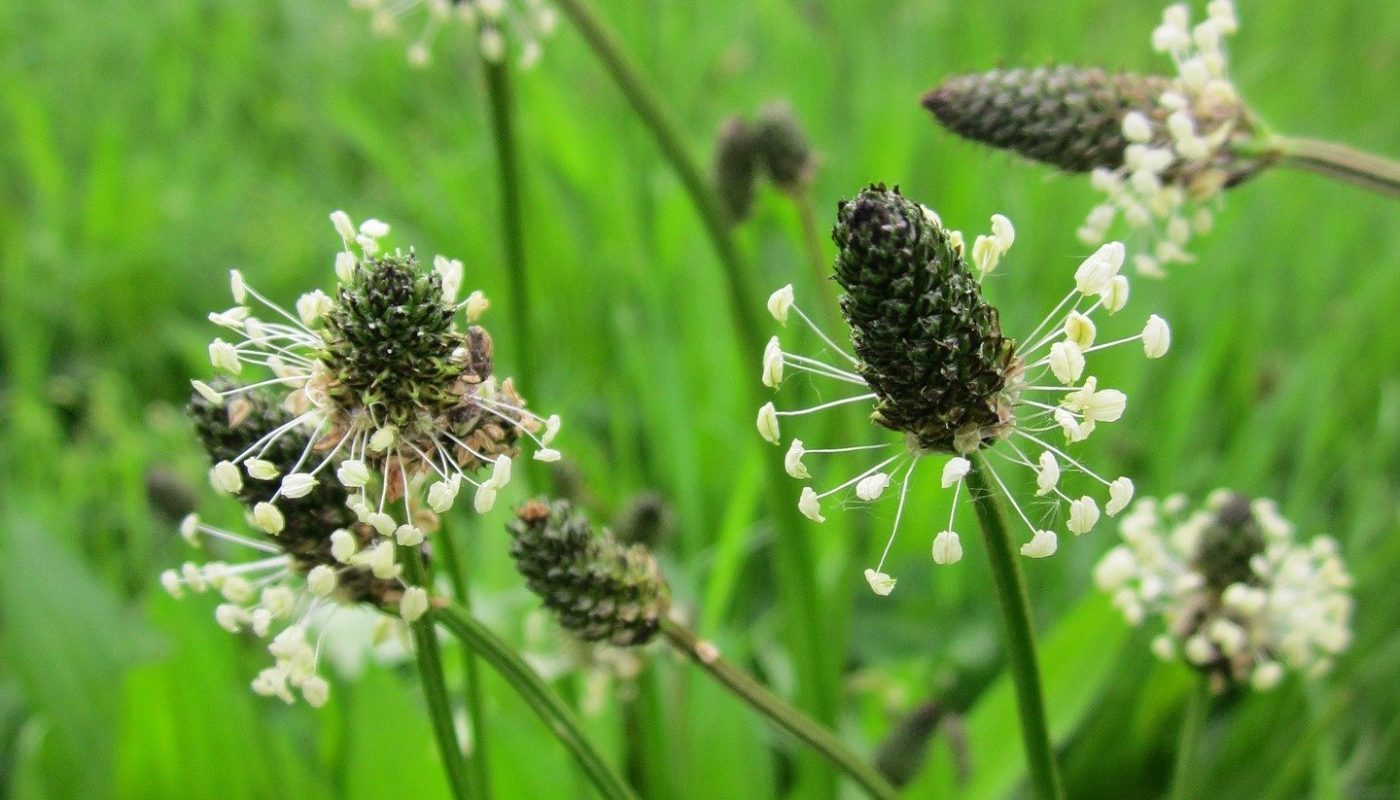 plantago-lanceolata-846539_1920