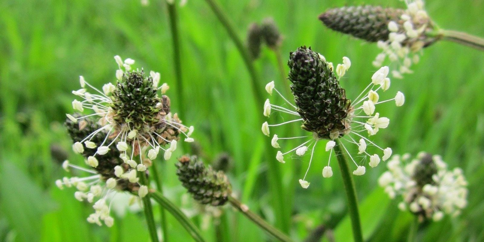 plantago-lanceolata-846539_1920