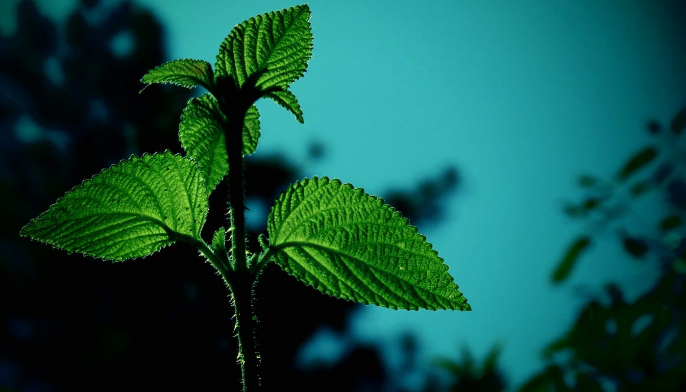 shehan-levusara-CUdkYClxOGo-unsplash