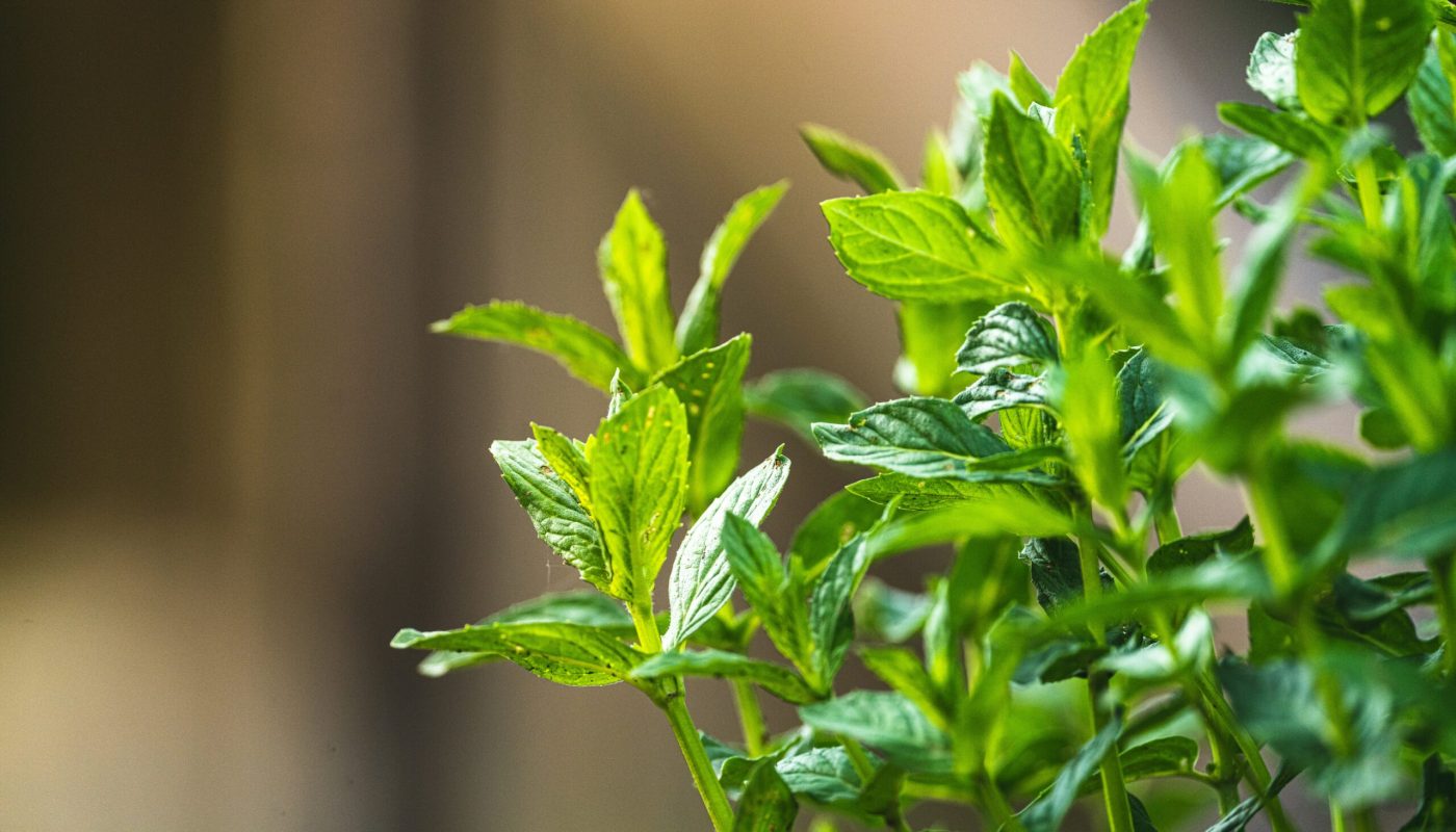 sorin-gheorghita-1SmGF-ACOoY-unsplash
